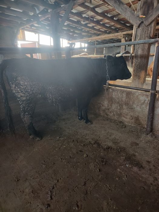 Сиыр сатылады...