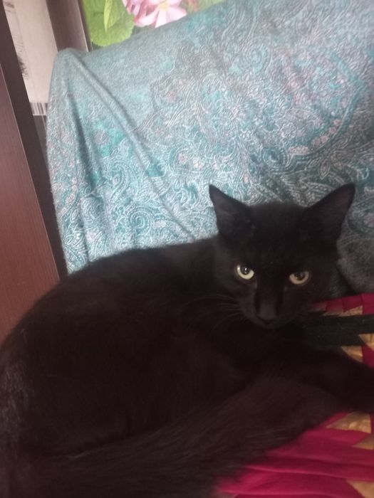 Отдадим котика. Чёрного цвета