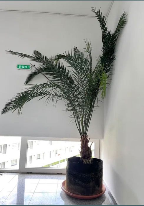 Palmier curmal 260 cm urias Phoenix canariensis