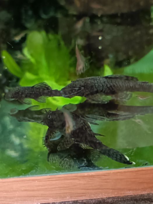 Сомики анциструсы 5 см. Самцы.