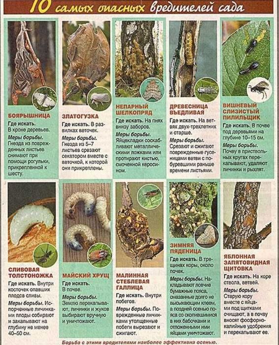 Обработка растений