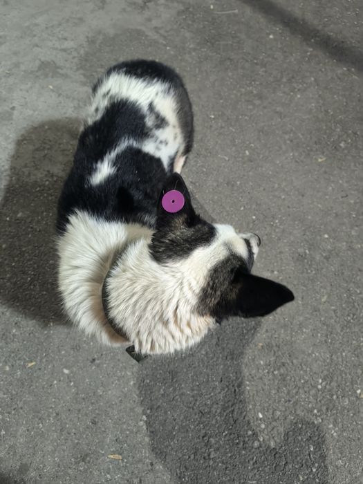 чипированая собака