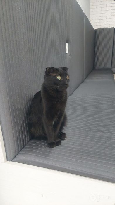 Кошка девочка кастрат скоттиш фолд