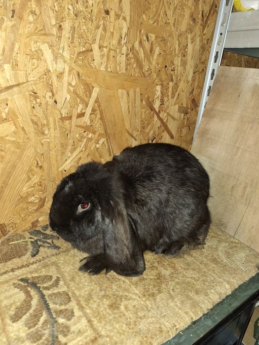 Vând iepuri berbec german