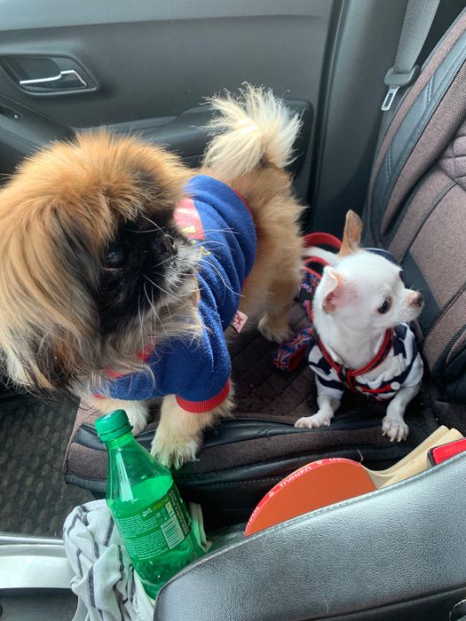 Передержка для собачек 3000 тг