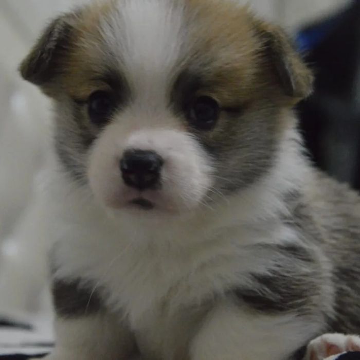 Вельш корги пемброг щенки шикарные