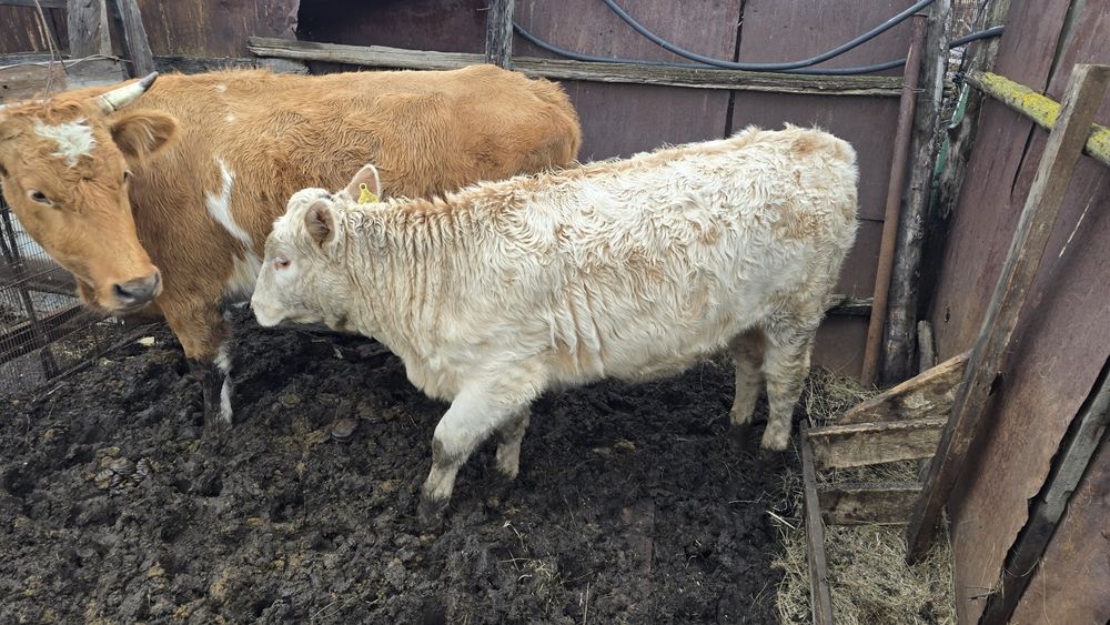 Телочка подсос в БОРОВОМ