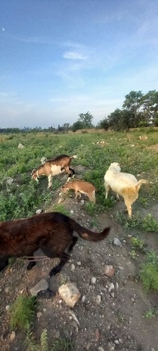 Vând urgent capre de lapte!