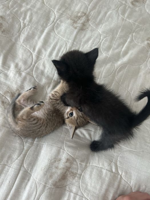 Отдам котят в добрые руки !