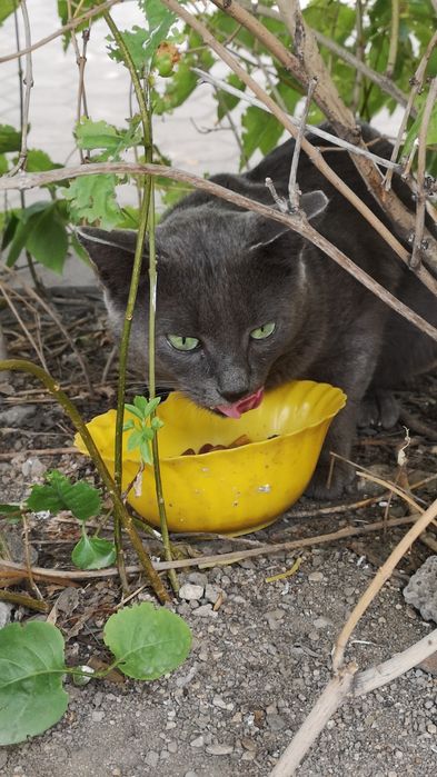 Отдам в добрые руки котиков