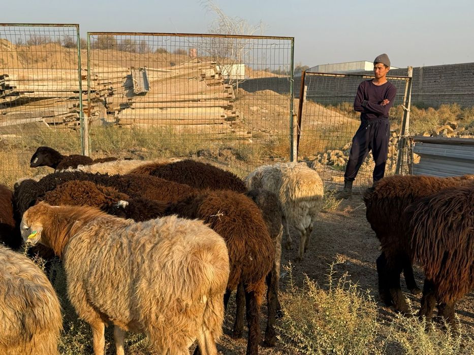 Кошкарлар сатылады