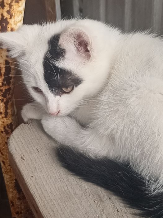 Котята 2 мальчика и 1 девочка бесплатно
