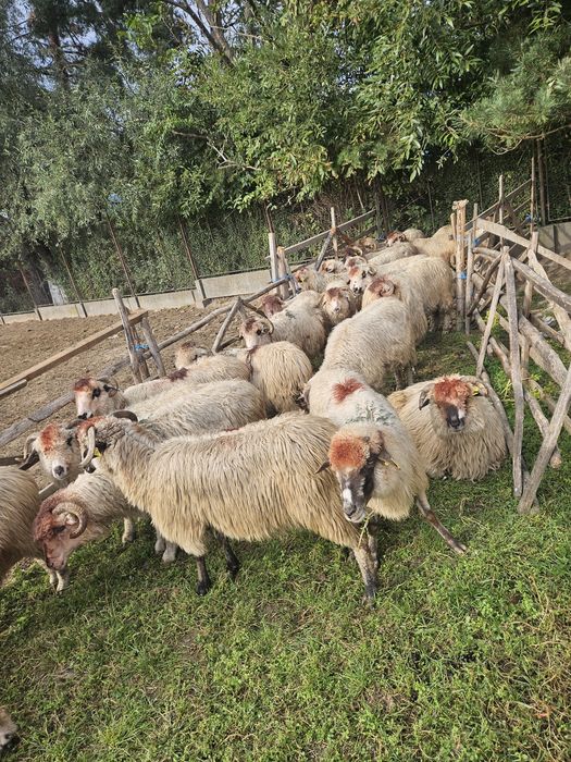 Vând 30 de oi botoașe