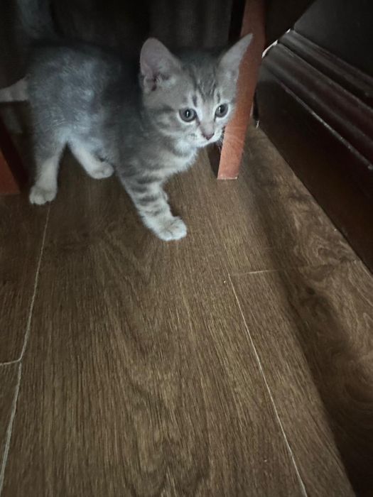 Отдам котят в хорошие руки