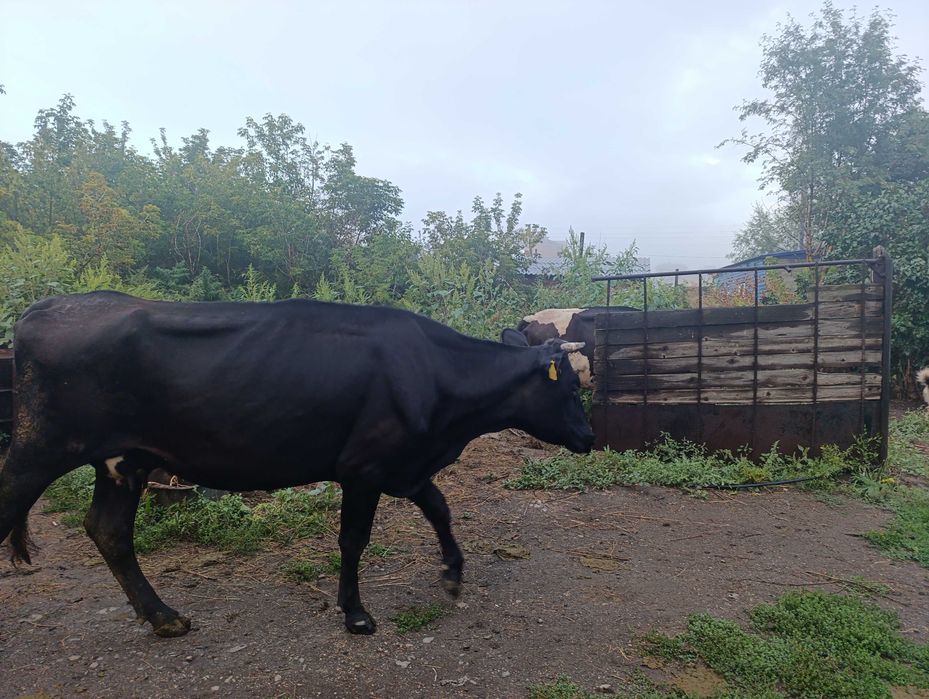 Продам коров дойных
