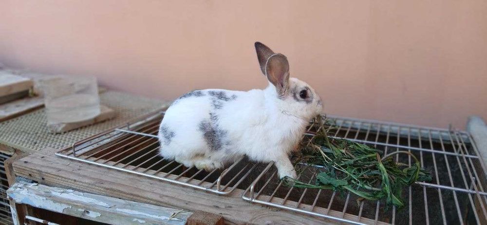 Кролик от белого великана совсем ручной