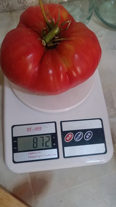 Продам дачные помидоры Бычье сердце 1000