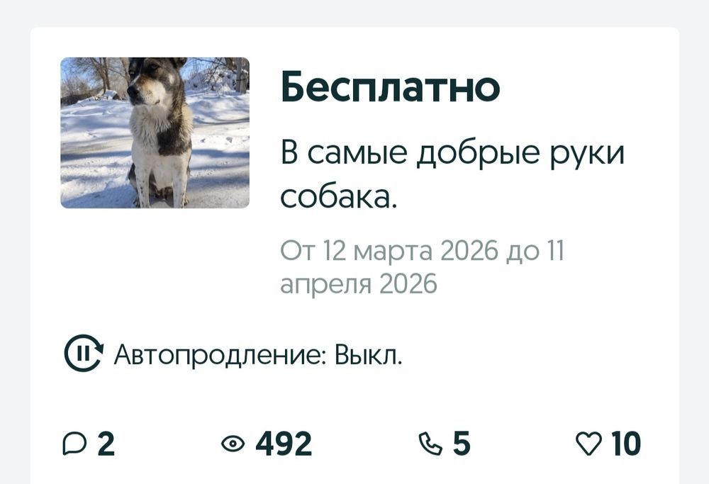 В самые добрые руки собака.
