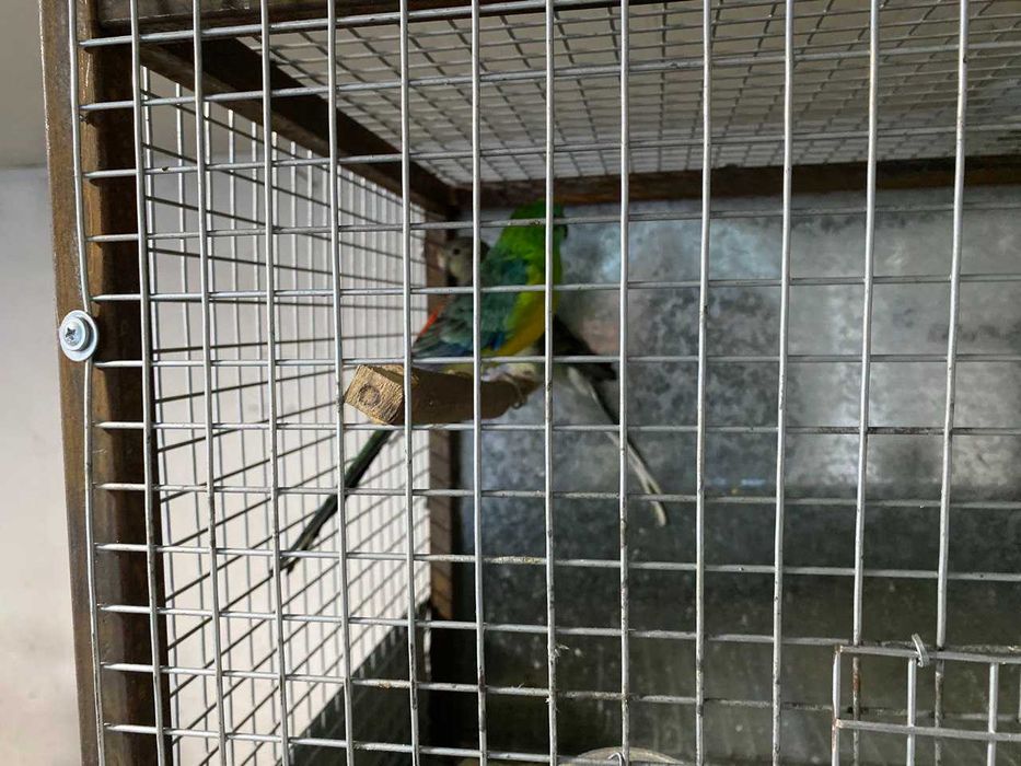 Попугаи певчие, две пары