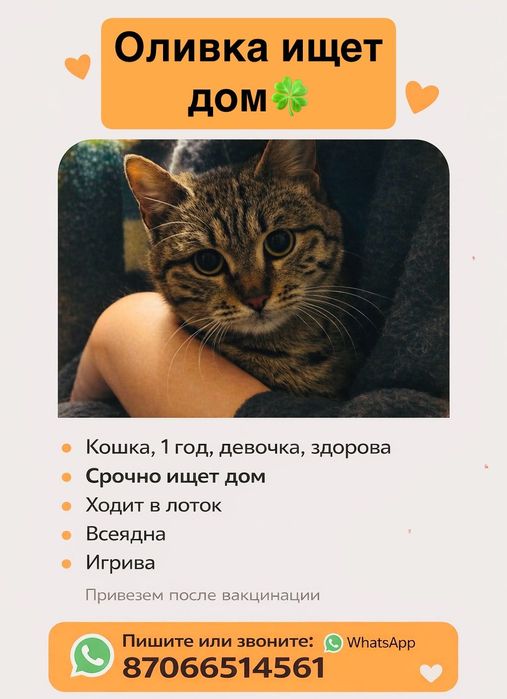 Кошка ищет семью