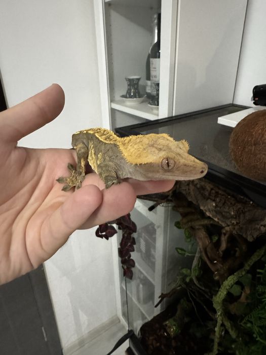 Terariu complet 45x45x93 + Crested Gecko
