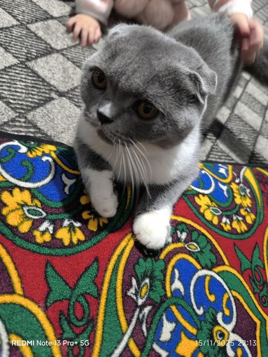 Mushuk britan shinshila