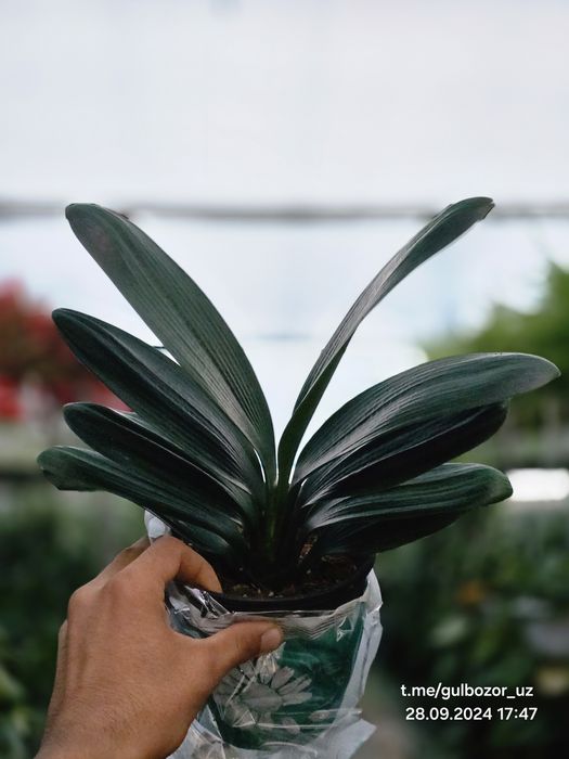 Hona gullari Комнатные растения