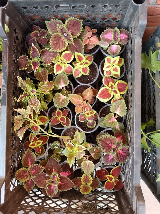 Рассада цветов герани колеусы