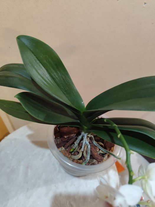 Продаю белую орхидею