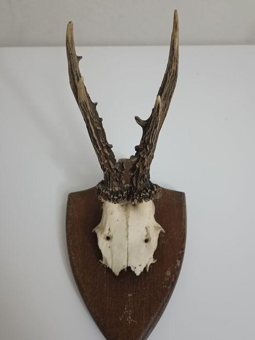 Trofeu căprior pe panoplie de stejar