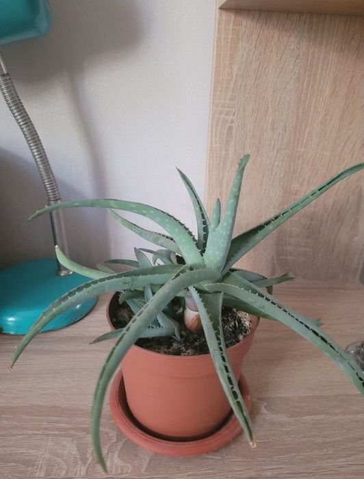 Фикус бенджамин от 1000 тг