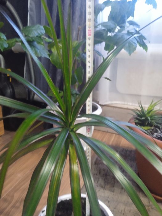 Драцена. Продам цветы