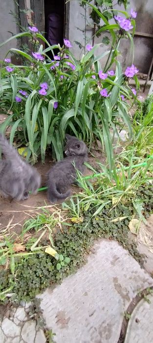 Продам срочно котят