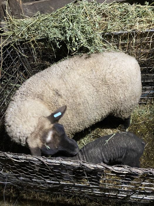 Vand oi rasa suffolk