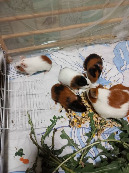 Продам морских свинок