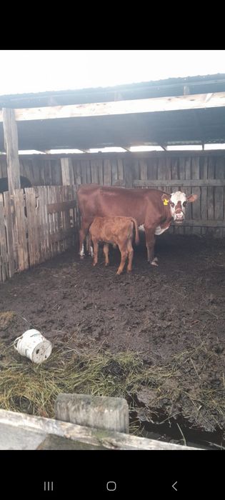 Продам срочно КРС
