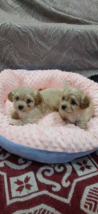 Предлагаю щенков Мальтипу Ф1