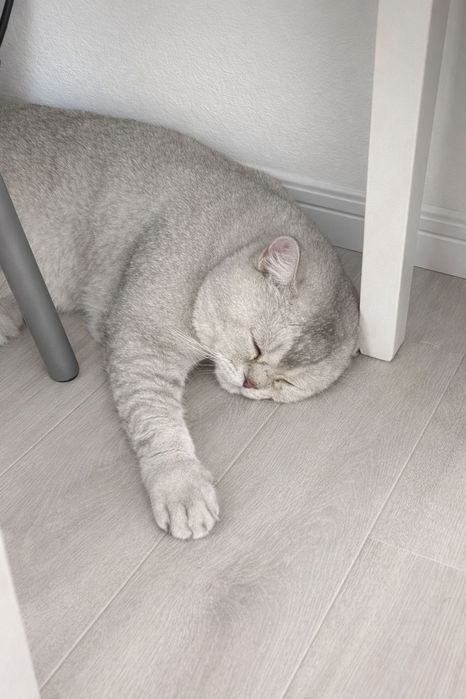 Серебристый шиншилла кот