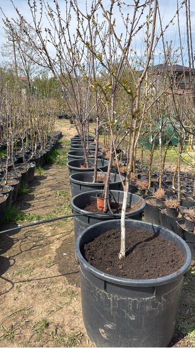 Pomi la ghiveci pe rod