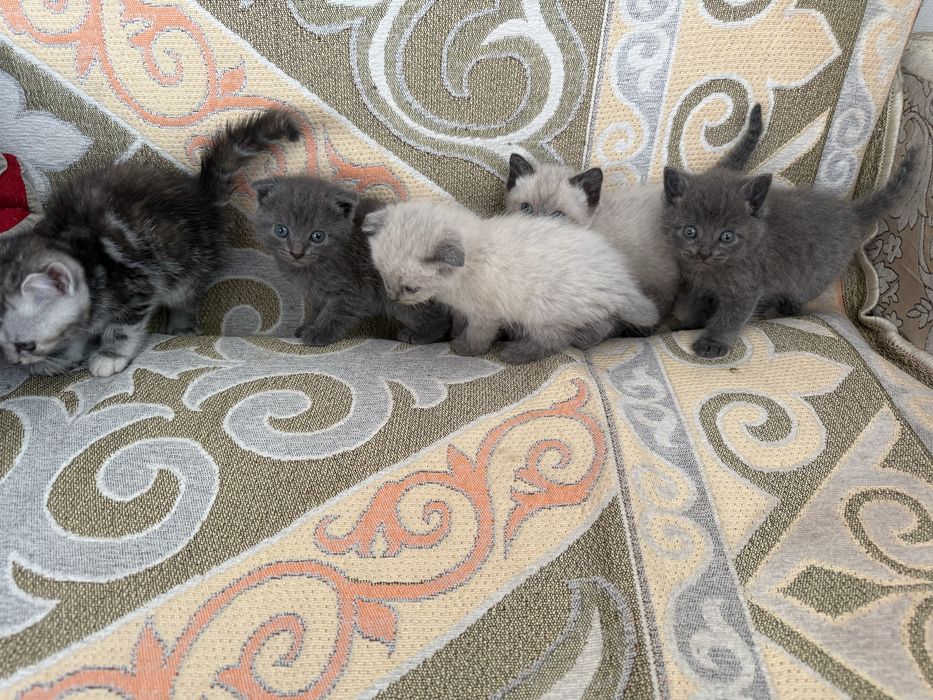 Шотландская котята вислоухие