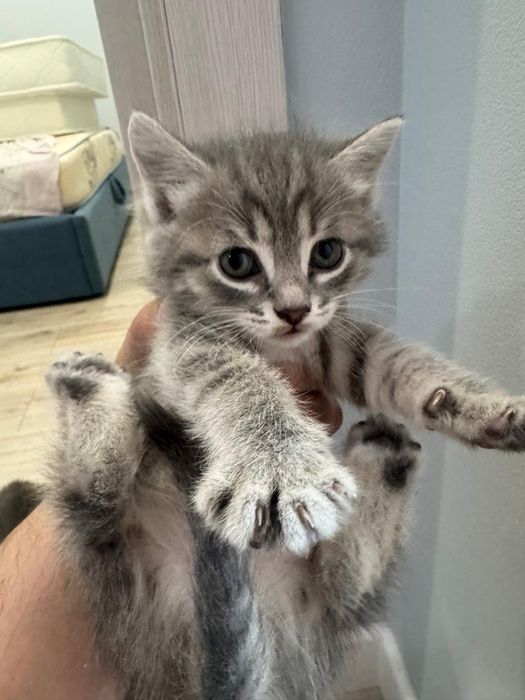 Котята шотландские