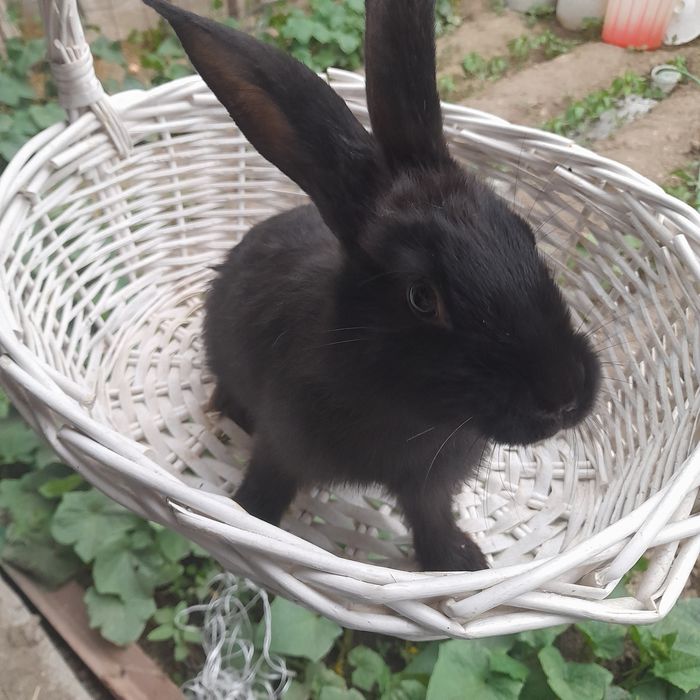 Кролики фландер 3месяца