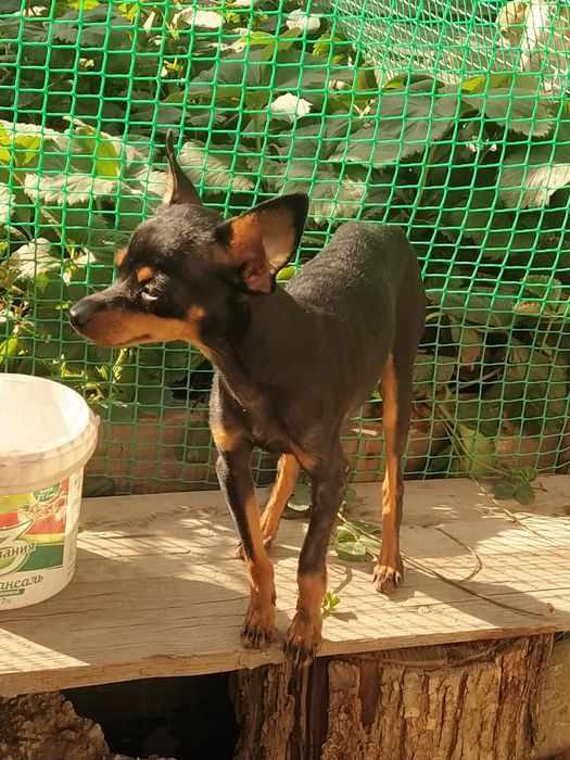 Вязка той терьера