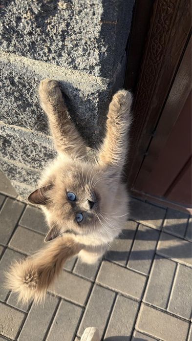 Котёнок в хорошие руки