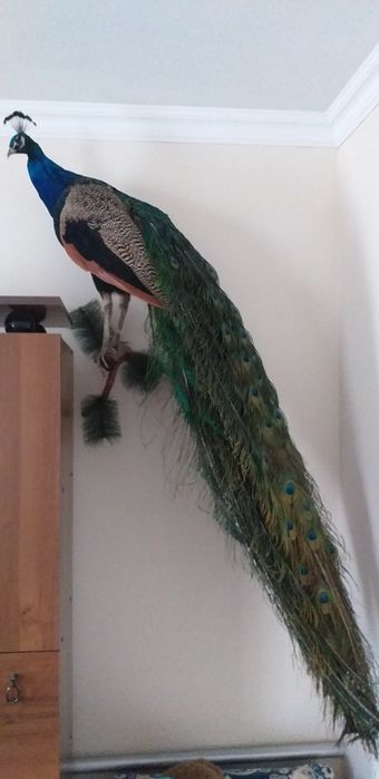 Продам перья Павлина