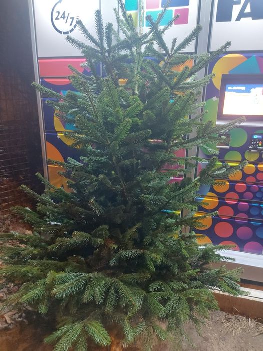 Brad natural 2,3m 150lei