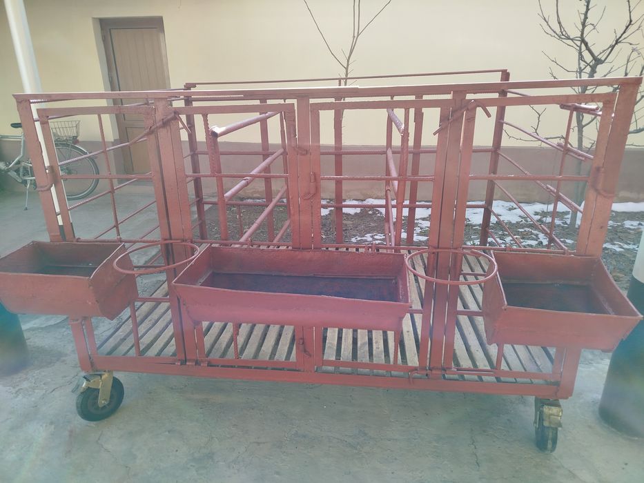 Qoʻra 4 talik qoʻylarni boqib semirtiradigan