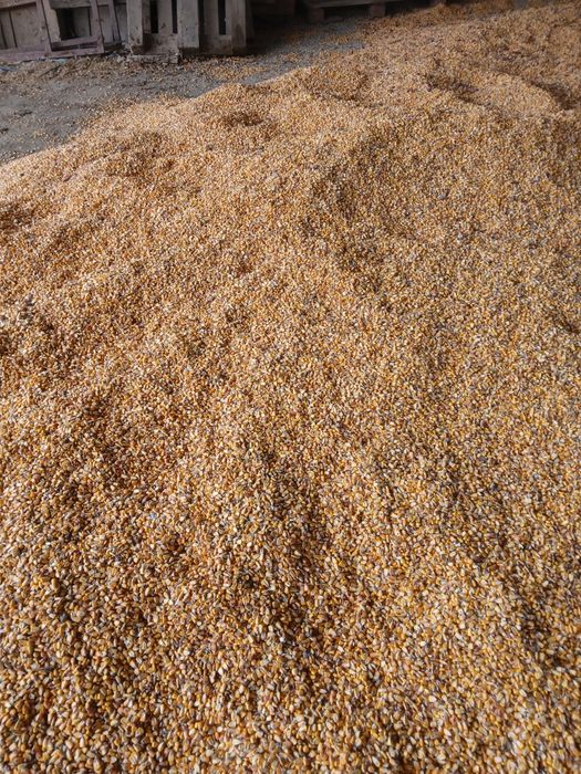 Porumb boabe și faina de porumb