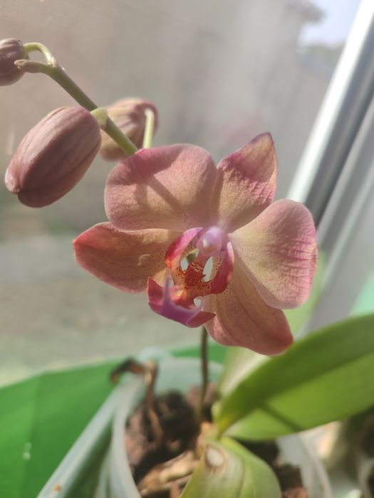 Цветочки орхидея