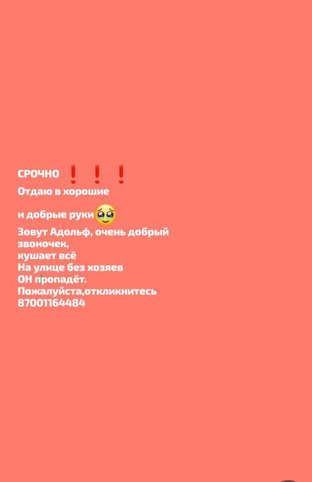 Отдам ДАРОМ ,срочно !!! Доброта спасёт МИР